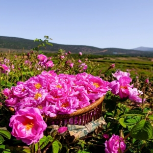 Isparta Gül Festivali Turu