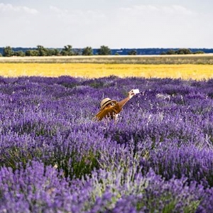 Isparta Lavanta Festivali Turu