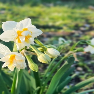 Karaburun Nergis Çiçeği Festivali Turu