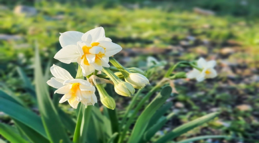 Karaburun Nergis Çiçeği Festivali Turu