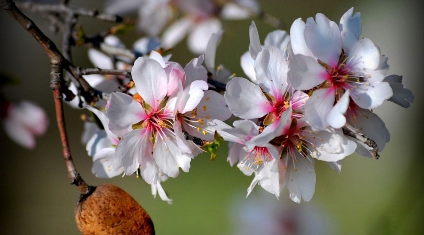 Datça Badem Çiçeği Festivali Turu